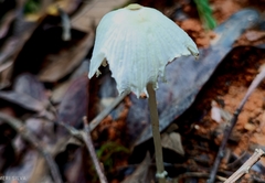 Leucocoprinus