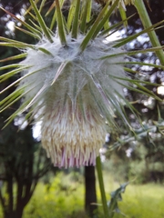 Cirsium subcoriaceum