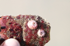 Paraconcavus pacificus