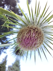 Cirsium subcoriaceum