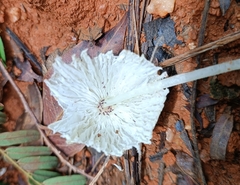 Leucocoprinus
