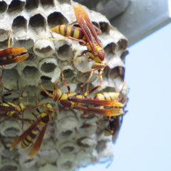 Polistes major major