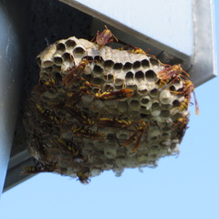 Polistes major major