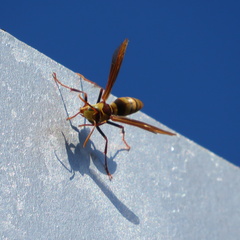 Polistes major major