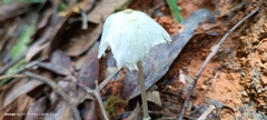 Leucocoprinus