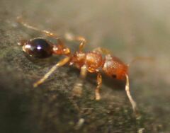 Cardiocondyla obscurior