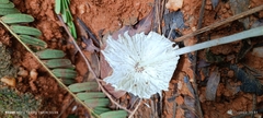 Leucocoprinus