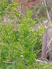 Laurelia sempervirens