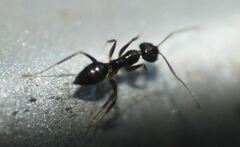 Nylanderia bourbonica