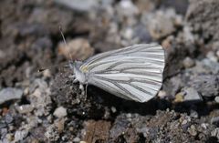 Pieris oleracea