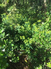 Helioscopia