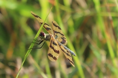 Rhyothemis graphiptera