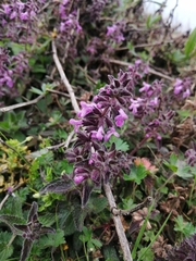 Aloysia macrostachya