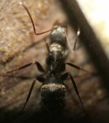 Camponotus novogranadensis