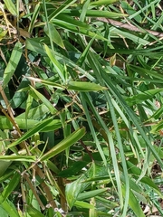 Urochloa serrata