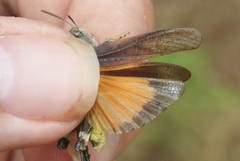 Arphia conspersa