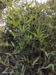 Bambusa vulgaris