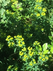 Helioscopia