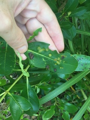 Puccinia coprosmae
