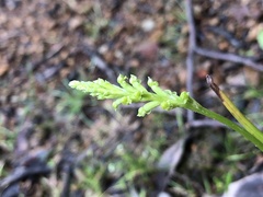 Microtis unifolia