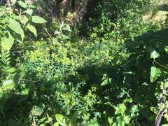Helioscopia