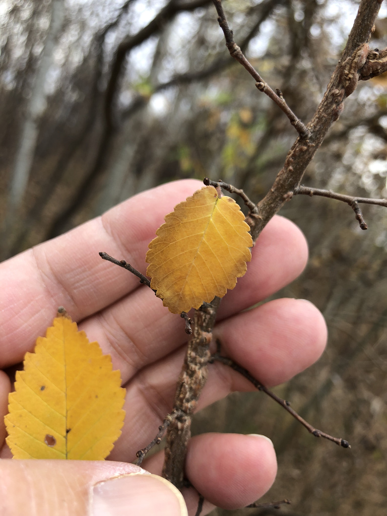 Ulmus minor