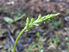 Microtis unifolia