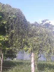 Muehlenbeckia australis