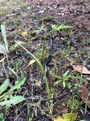 Microtis unifolia