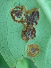 Puccinia coprosmae