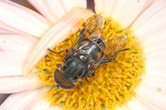 Palpada furcata