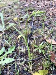 Microtis unifolia