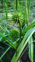 Sparganium emersum