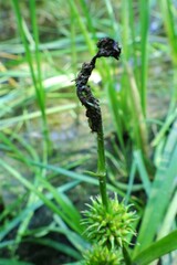 Sparganium emersum
