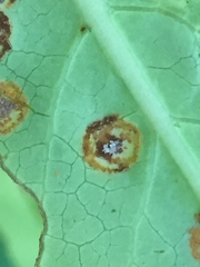 Puccinia coprosmae