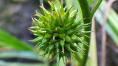 Sparganium emersum