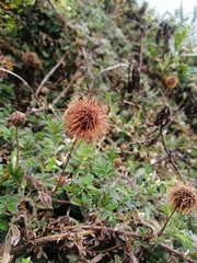 Acaena ovalifolia