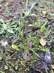 Microtis unifolia