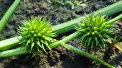 Sparganium emersum