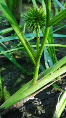Sparganium emersum