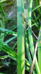 Sparganium emersum