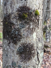 Frullania eboracensis