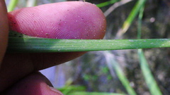 Sparganium emersum