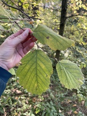 Corylus