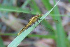 Diplacodes melanopsis