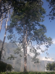 Betula platyphylla