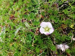Gentianella cerastioides