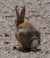 Sylvilagus nuttallii