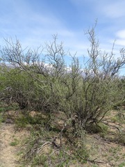 Bougainvillea spinosa