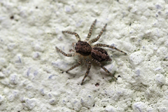 Saitis variegatus